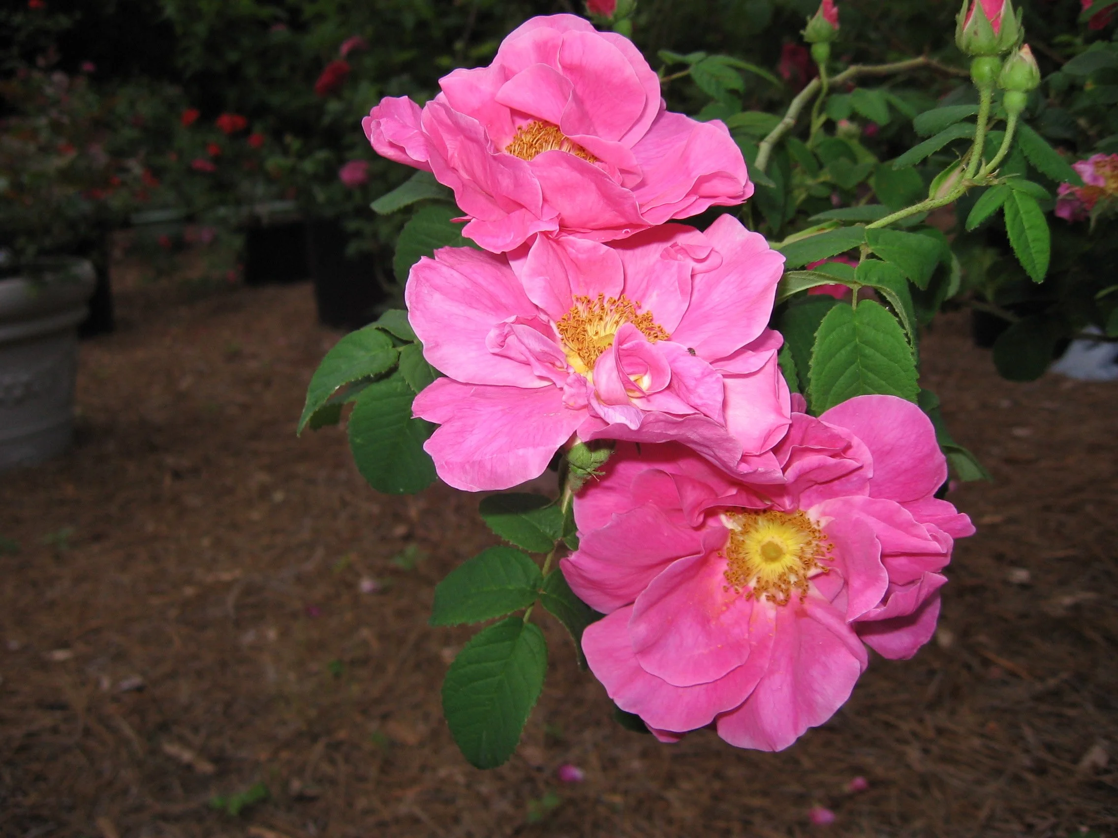 Rosie's Herb and Rose Farm
